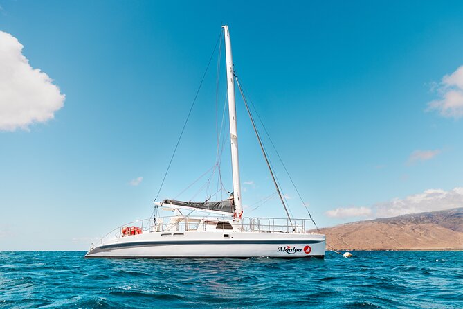 Midday Whale Watch: Mā’alaea Harbor - Who should book this midday cruise?