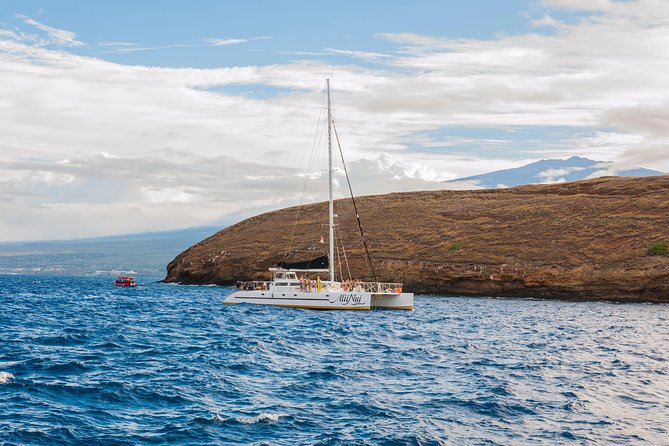 Molokini and Turtle Arches Snorkeling Trip from Ma'alaea Harbor - What You Might See Beyond the Snorkel Stops