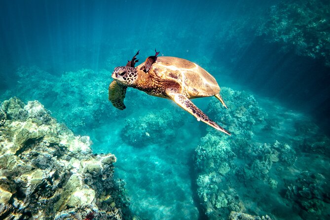 Molokini Crater Snorkel & Whale Watch Adventure (Dec 15-Mar 30) - Why Molokini and whale watching fit together in winter