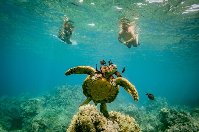 Molokini Crater Snorkel & Whale Watch Adventure (Dec 15-Mar 30) - What’s included in the $139 price—and what you still need