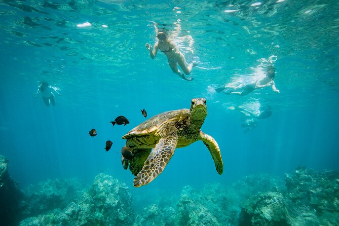 Molokini Crater Snorkel & Whale Watch Adventure (Dec 15-Mar 30) - Whale watching on the way out and back: how to think about sightings