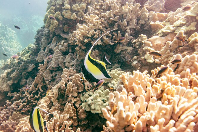 Molokini Crater Snorkel & Whale Watch Adventure (Dec 15-Mar 30) - How to show up ready: towels, sunscreen, sea-sickness, and physical limits