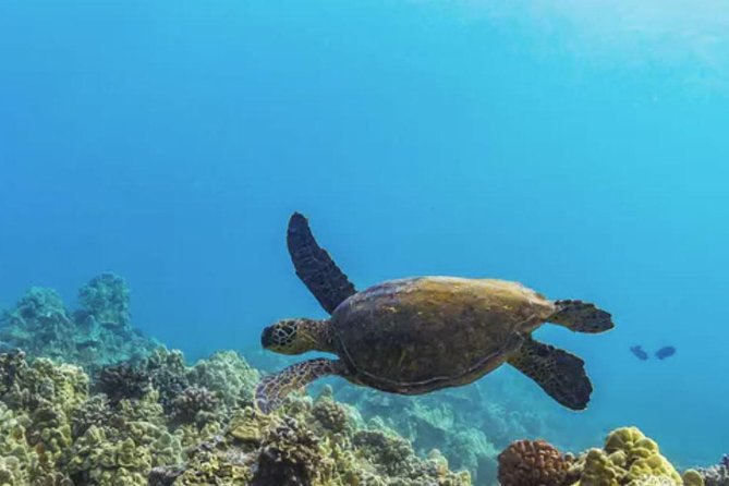 Molokini & Turtle Adventure: Small Group from Ma'alaea Harbor - The reef-safe sunscreen rule and other gear realities