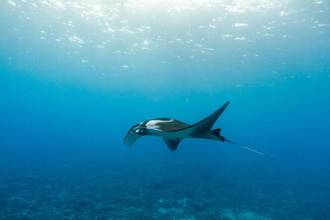 Molokini & Turtle Adventure: Small Group from Ma'alaea Harbor - Duration and timing: getting the most out of a 5-hour day