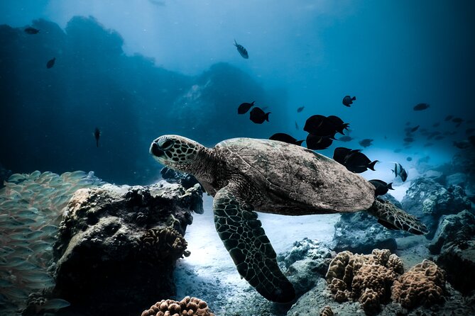 Night-Time Snorkel at TurtleTown with Stars, Lights, and Photos - Key Highlights Worth Knowing Before You Go