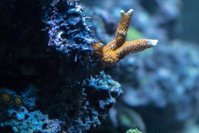 Night-Time Snorkel at TurtleTown with Stars, Lights, and Photos - What You’ll See Under the Lights (Turtles, Octopus, and Friends)