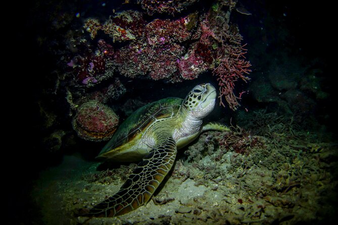 Night-Time Snorkel at TurtleTown with Stars, Lights, and Photos - Photos and Extra Costs: Budget for the Memories
