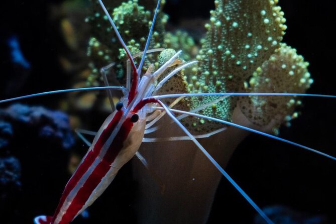 Night-Time Snorkel at TurtleTown with Stars, Lights, and Photos - Value Check for $119.20: Why It Adds Up