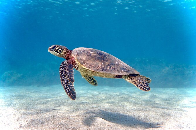 Private and Personalized Scuba Diving Adventures for All Experience Levels - Key Highlights You’ll Want to Know