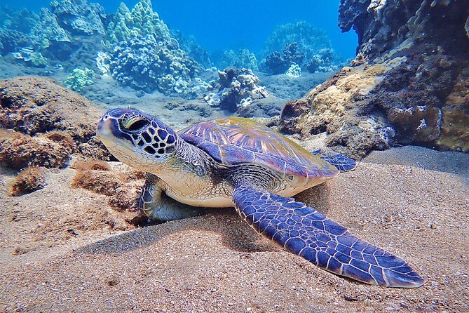 Private and Personalized Scuba Diving Adventures for All Experience Levels - Why This Private Plan Beats the Big-Group Version