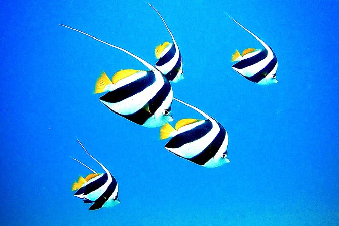 Private and Personalized Scuba Diving Adventures for All Experience Levels - Marine Life You Can Expect to Hunt For