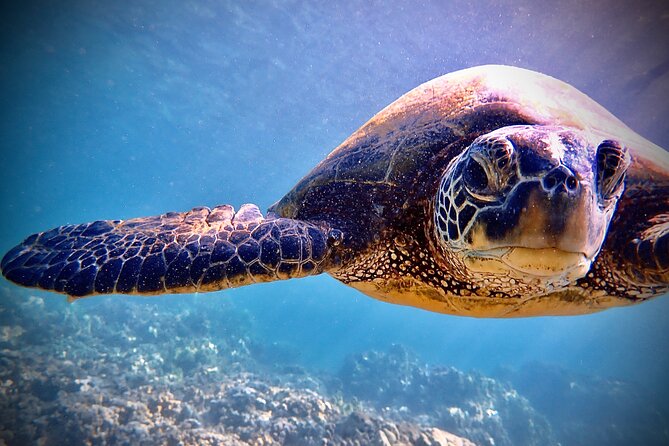 Private and Personalized Scuba Diving Adventures for All Experience Levels - Gear, Photos, and What to Bring for a Smooth Day