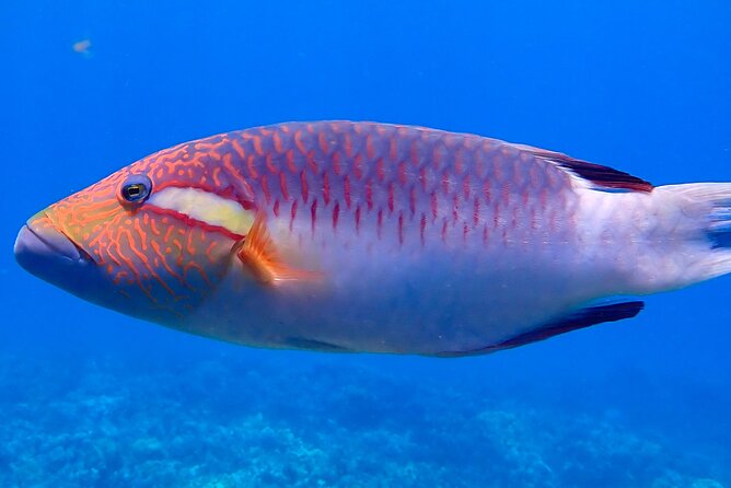 Private and Personalized Scuba Diving Adventures for All Experience Levels - Price and Value: $250 Per Person for a 3-Hour Private Outing