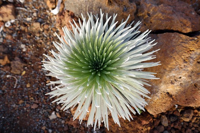 Private Haleakala Summit & Stroll from Kahului - The Haleakalā Highway / Crater Road drive: terrain variety in a short time