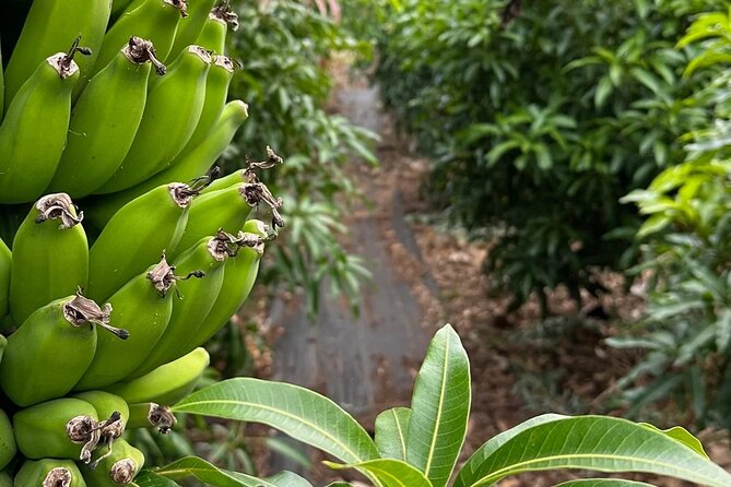 Regenerative Mango and Tropical Fruit Tour in West Maui - What you’ll taste: mango highlights plus rotating fruit throughout the year
