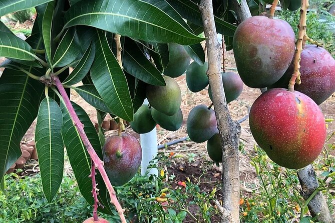 Regenerative Mango and Tropical Fruit Tour in West Maui - Practical details that affect your day