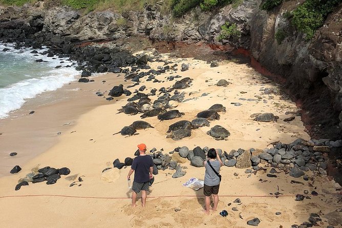 Road to Hana: Full-Day Scenic Drive with Blacksand & Waterfalls - Ho‘okipa Beach Park: turtles, wind, and surf watching