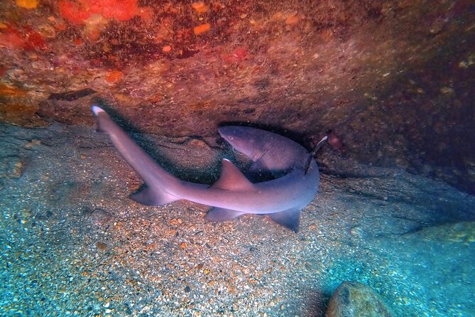 Scuba Diving in Maui with No Experience Needed - West Maui shore reef: what you’re likely to see underwater