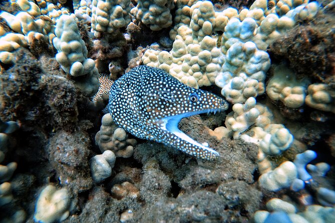 Scuba Diving in Maui with No Experience Needed - Group size, instructor names, and the personal attention you’ll feel
