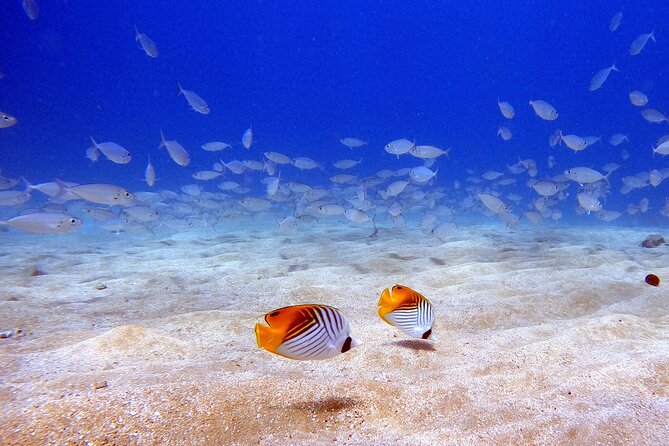 Scuba Diving in Maui with No Experience Needed - Gear provided, but you still carry weight: fitness and fairness
