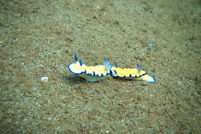 Scuba Diving in Maui with No Experience Needed - The training flow: skills, comfort checks, and your first time on the reef