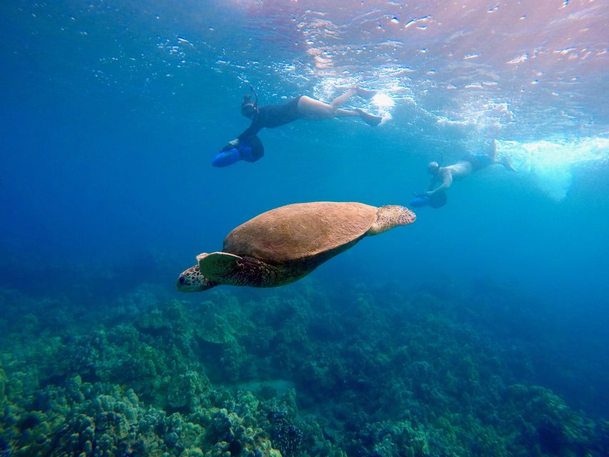 Sea Scooter Snorkeling Guided Tour - Wailea Beach - Key highlights before you go