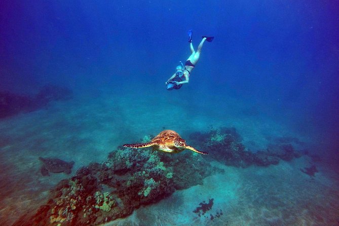 Sea Scooter Snorkeling Tour with GoPro - Wailea Beach - Marine Life You’re Likely to See: Turtles, Reef Fish, and Big Moments