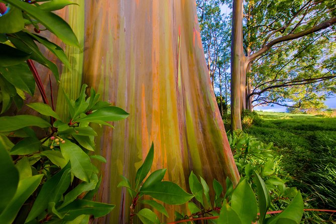 Shaka Guide Maui "Classic" Road to Hana Audio Driving Tour - Timing Your Day: Expect 10–12 Hours and Plan for Motion