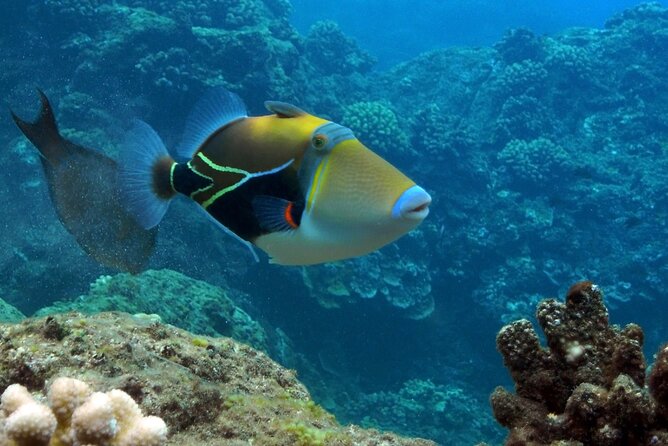 Small Group Coral Gardens Snorkel & Waterslide Adventure - Coral Gardens Snorkeling: The Reef Stop I’d Choose If You Want Sea Turtles