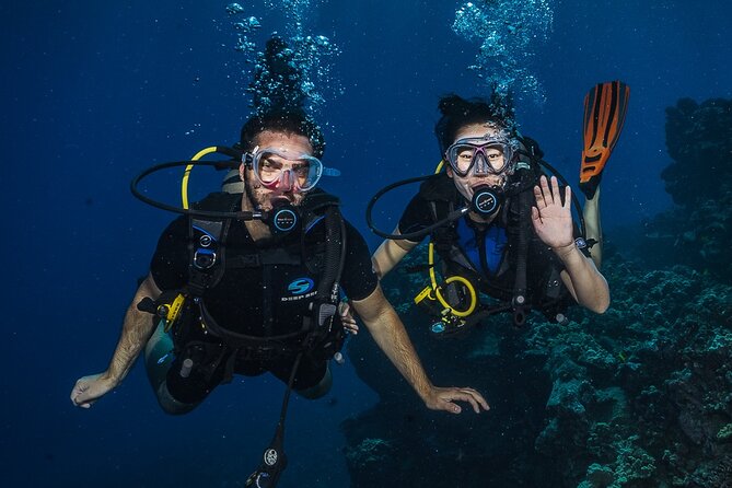 Small-Group Shark and Turtle Dive for Certified Divers - What your 2.5-hour shore scuba outing really feels like