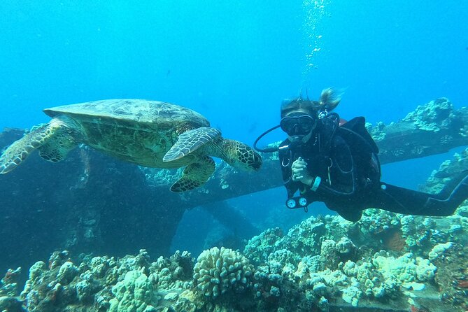 Small-Group Shark and Turtle Dive for Certified Divers - The wildlife checklist you’ll want to set your expectations by