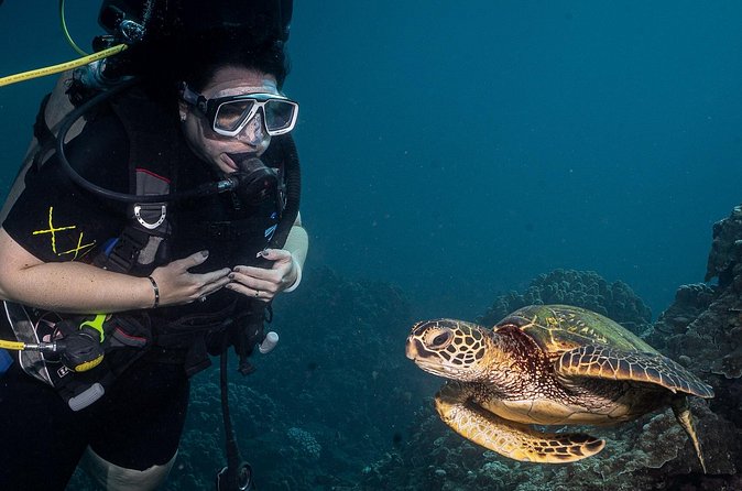 Small-Group Shark and Turtle Dive for Certified Divers - Gear and what to bring when equipment is already included