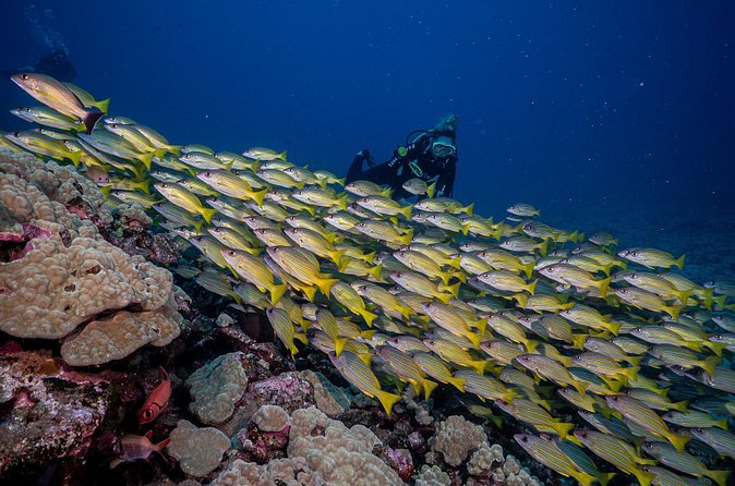 Small-Group Shark and Turtle Dive for Certified Divers - Price and value: what $135.80 buys you