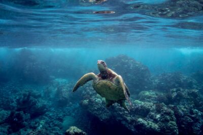 South Maui: Premium Turtle Town Kayak and Snorkel Tour - The 210-minute flow: paddle first, then snorkel stops that actually matter