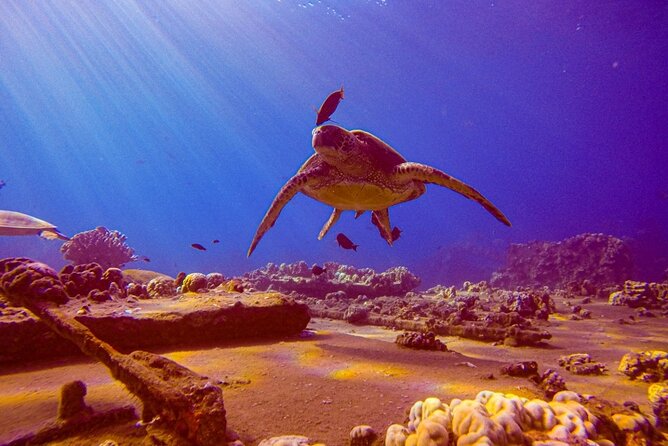South Maui Shore Dive - Key points to know before you go