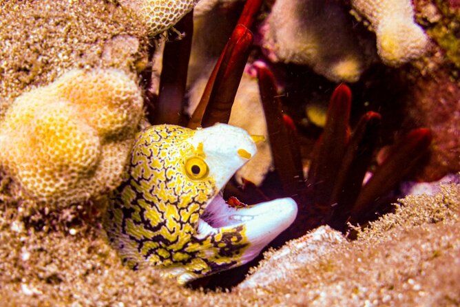 South Maui Shore Dive - 7:00 am pickup at NeverDry Divers in Makena (and what to expect first)