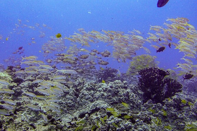 South Maui Shore Dive - What you’ll spot: turtles, rays, reef sharks, eels, and reef fish