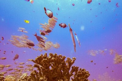 South Maui Shore Dive - Small-group scuba with a PADI instructor in Wailea/Makena waters