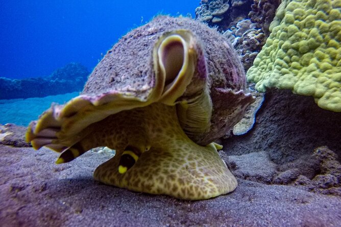 South Maui Shore Dive - Included gear, snacks, drinks, and photo results you can actually use