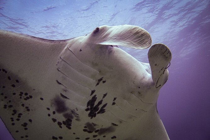 South Maui Shore Dive - Optional second reef area: more time, extra cost, and a simple decision rule