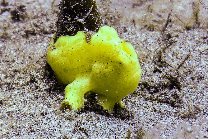 South Maui Shore Dive - Who this South Maui shore scuba session fits best