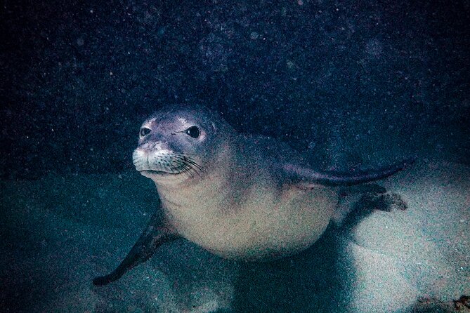 South Maui Shore Dive - Tips to make the morning smoother