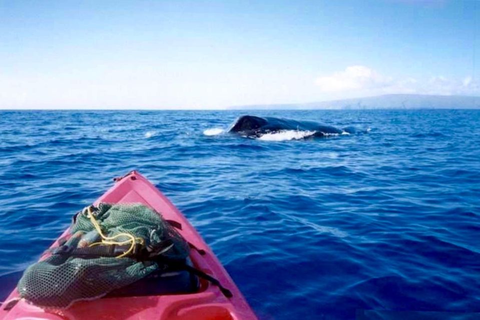 South Maui: Whale Watch Kayaking and Snorkel Tour in Kihei - Key points at a glance