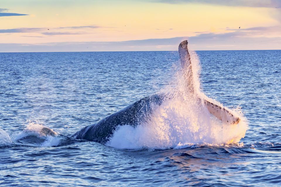 South Maui: Whale Watch Kayaking and Snorkel Tour in Kihei - The Reef Snorkel: Why the Hono (Green Sea Turtles) Stop Matters