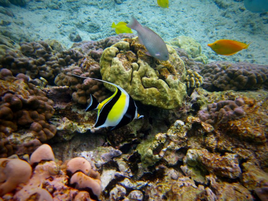 South Maui: Whale Watch Kayaking and Snorkel Tour in Kihei - The Guide Factor: Stories, Safety, and Real Ocean Skills