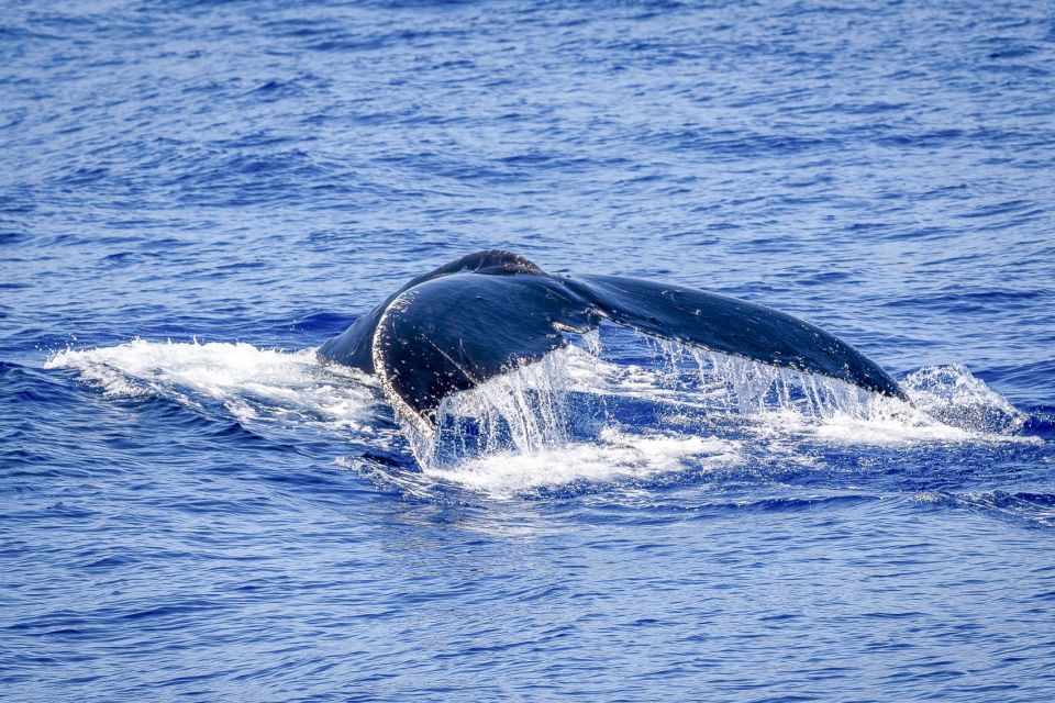 South Maui: Whale Watch Kayaking and Snorkel Tour in Kihei - Small Group Pacing: What “3 Hours” Really Feels Like