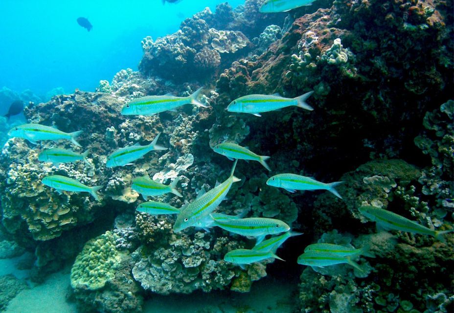 South Maui: Whale Watch Kayaking and Snorkel Tour in Kihei - Price and Value: Is $118 a Good Deal?