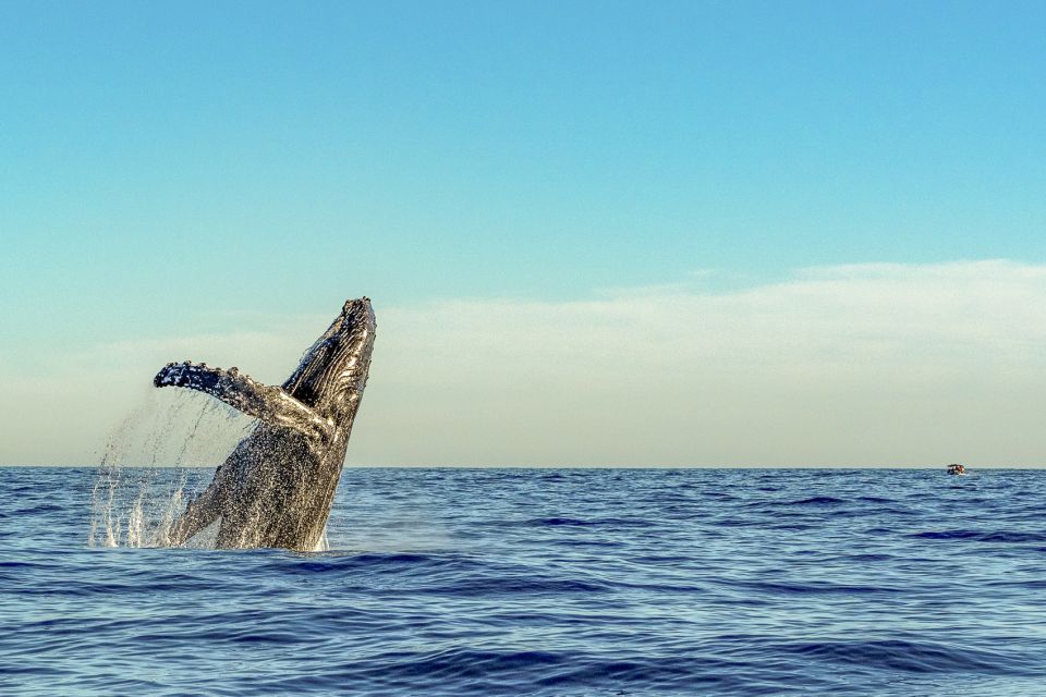 South Maui: Whale Watch Kayaking and Snorkel Tour in Kihei - Weather, Tides, and the One Thing You Must Accept
