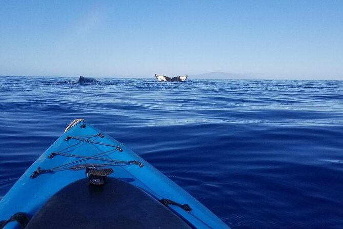 South Shore Turtle Kayak and Snorkel Experience - Getting There: Meeting at 5180 Makena Alanui (and what to expect)