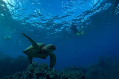 South Shore Turtle Kayak and Snorkel Experience - The 2.5-Hour Paddle-Then-Snorkel Rhythm (and why it matters)